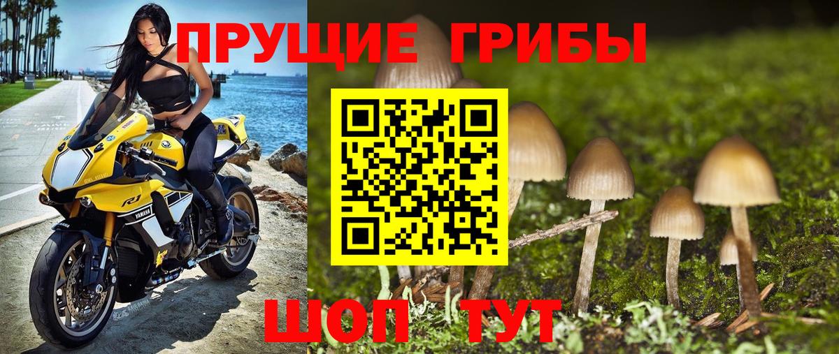 Новоалександровск  Псилоцибиновые грибы Psilocybe  Вход с VPN 